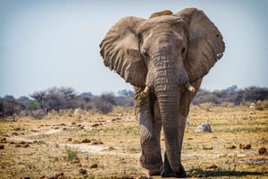 Dagstur fra Victoria Falls til Hwange nasjonalpark