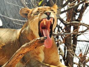 Leon Varley Walking Safaris