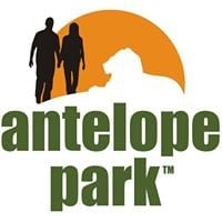 Lion Day and Night Encounter at Antelope Park