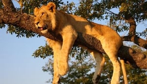 Lion Encounter Safari