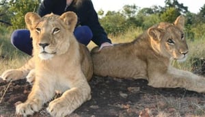 Lion Encounter Safaris (Adventure Zone)