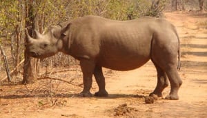 Matusadona Lodges and Camping