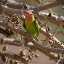 Mhara River Bush Camp