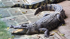 Nile Crocodile Farm