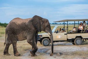 Drivetur med næsehorn - Mosi-oa-tunya nationalpark