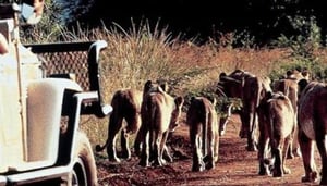 Transfers - Afro Honey Guide