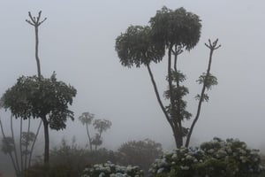 Vanessa Hounsell Artist