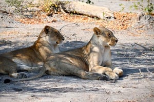 Cataratas Victoria: excursão de 4 dias com Chobe