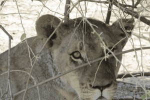 Victoria Watervallen: Dagtrip Chobe National Park met Lunch