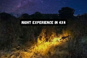 Cataratas Victoria: Experiencia en el bosque con linterna y observación de estrellas