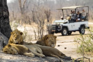 Wodospady Wiktorii: Game Drive