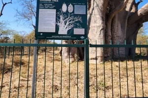 Victoria Falls: Guided Tour, Bridge, & Big Tree Visit