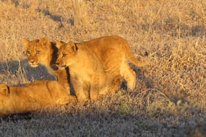 Victoria Falls: Hwange National Park Full-Day Safari