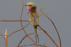 Chutes Victoria : Safari privé d'observation des oiseaux près de la ville