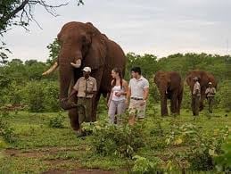 Wildlife Encounters - Mativi Africa