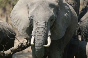 Prywatne safari w Parku Narodowym Zambezi (4-10 godzin)