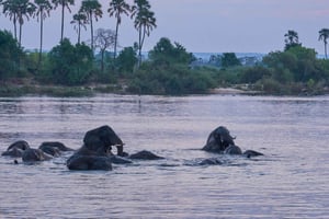 Río Zambeze: Cena en Crucero