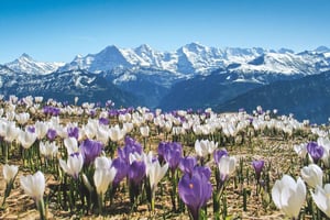 Zurich: Grindelwald, Lauterbrunnen & Interlaken Day Trip