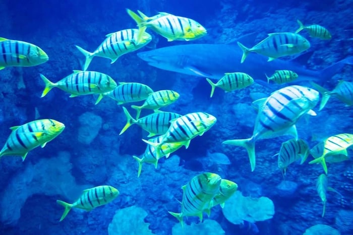 Inträdesbiljett till National Aquarium
