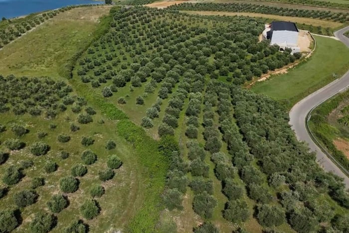 Belsh: Olive Oil Tour with Tastings and Snacks
