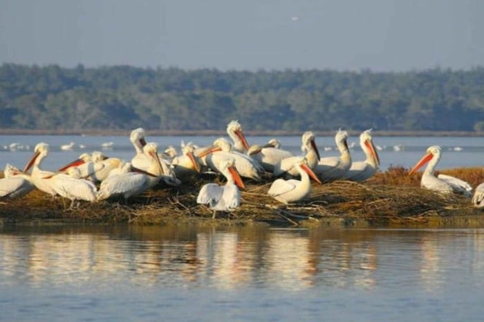 Karavasta:Bird Watching, Tower Views & Lagoon Boat Ride
