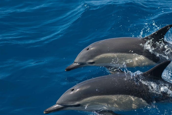 Algarve Observação de golfinhos e vida marinha Eco Tour
