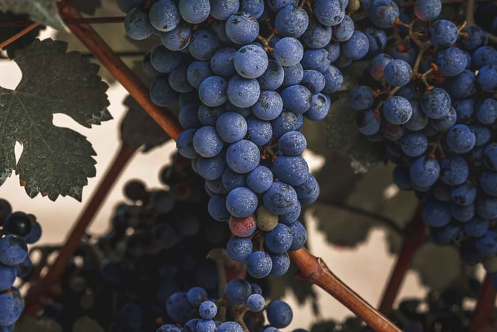 Algarve Golden Coast & Boutique Wine Estate Experience