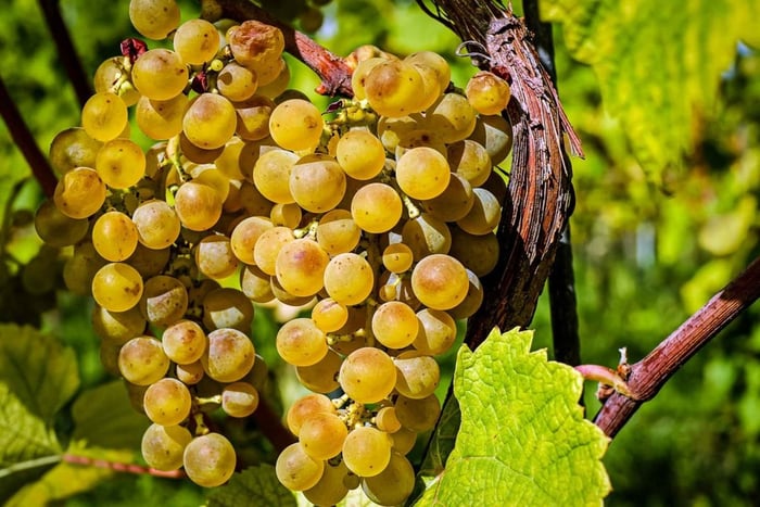 Algarve private wine tour: 2 wineries, 6 tastings & tapas