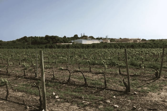Algarve Wine Tour of two estates guided by wine expert