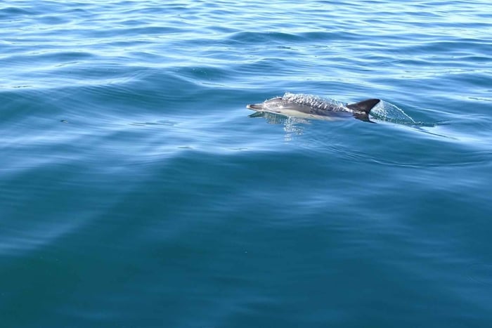 Faro: Dolphin Watching & Marine Wildlife Boat Tour from Faro