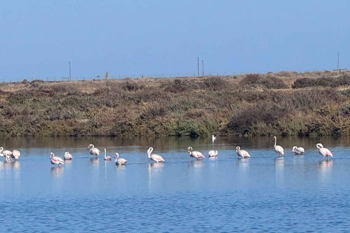 Trilho dos Flamingos: Segredos e Salinas da Fuseta