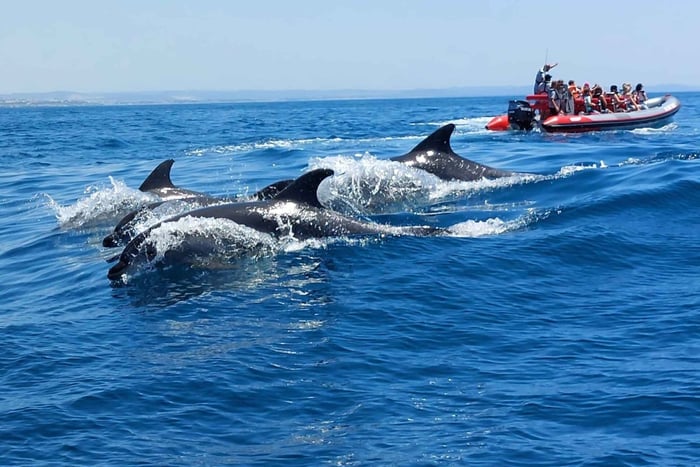 From Albufeira: Benagil Caves and Dolphins Guided Boat Tour