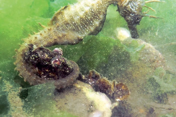 Fuseta: Ria Formosa Seahorse Snorkeling Tour