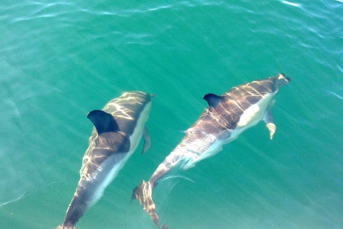 Fuzeta: Dolphin Observation Tour