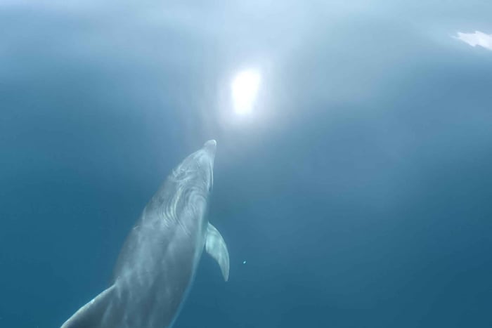 Lagos: Dolphin Watching Tour