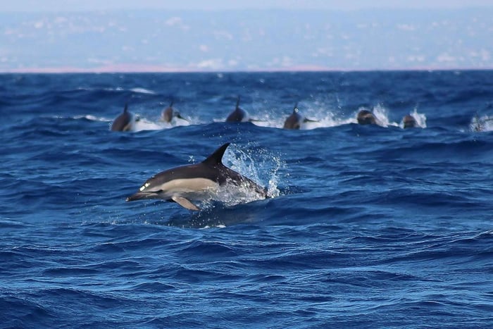 Lagos: Dolphin Watching with Professional Marine Biologists