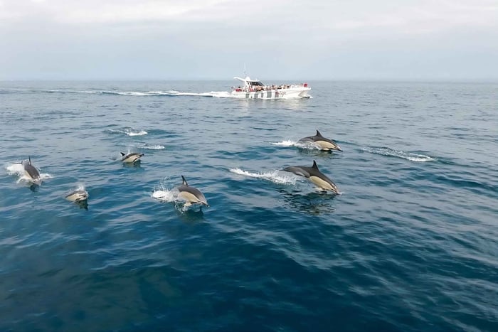 Fra Lagos: Delfiner og Benagil-grotten med katamaran – havbiolog