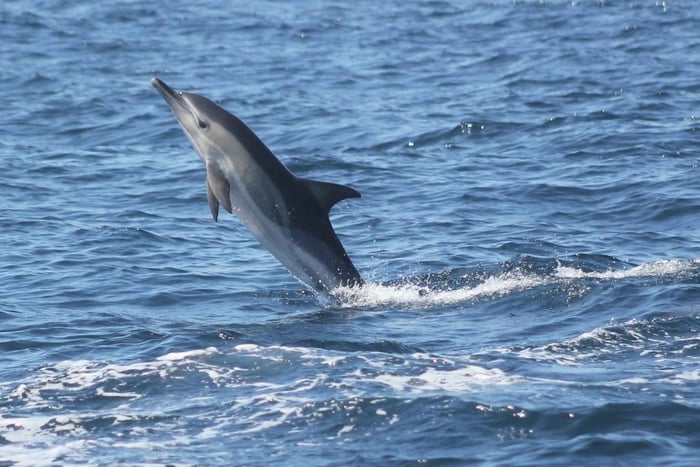 Sagres: Dolphin Watching Tour