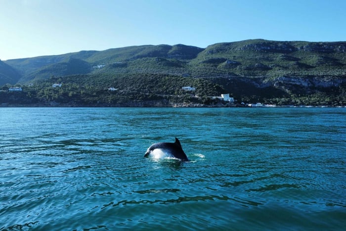 Setúbal: Dolphin Experience - Rio Sado & Arrábida
