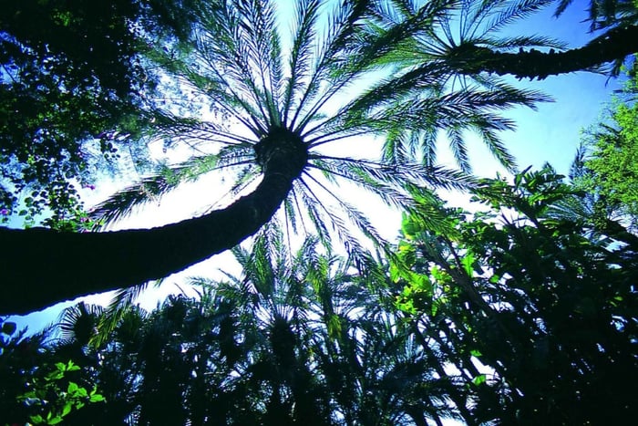 Elche: biglietto d'ingresso al Giardino Artistico Nazionale Huerto del Cura
