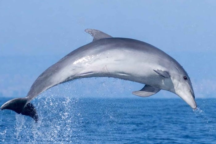 Guardamar del Segura: Respectful dolphin watching by boat