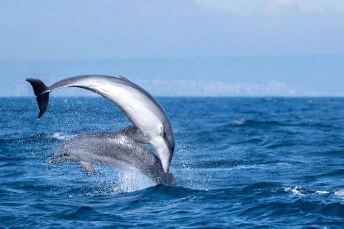 Guardamar del Segura : Observation respectueuse des dauphins en hors-bord
