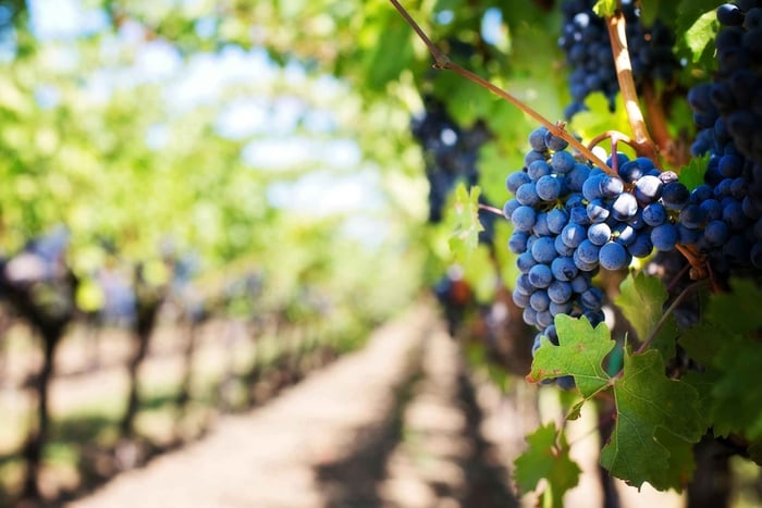 Weingut in Guadalest besuchen