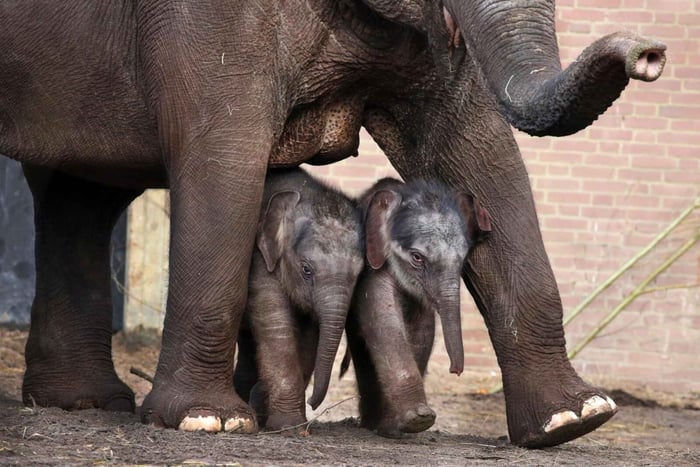 Amsterdam: bilet wstępu do Zoo Artis