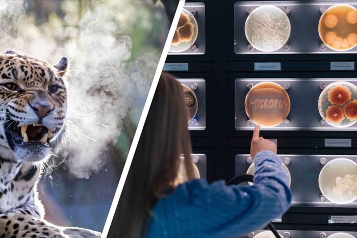 Amsterdam : Artis Royal Zoo & ARTIS-Micropia billet combiné