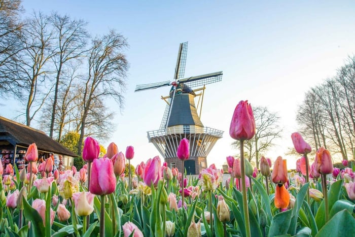 Amsterdam: Tour guidato dal vivo di Keukenhof e Zaanse Schans