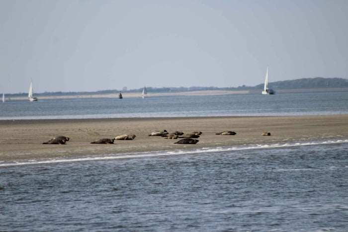 Amsterdam: Sel-safari i Vadehavet, UNESCO-verdensarvsted