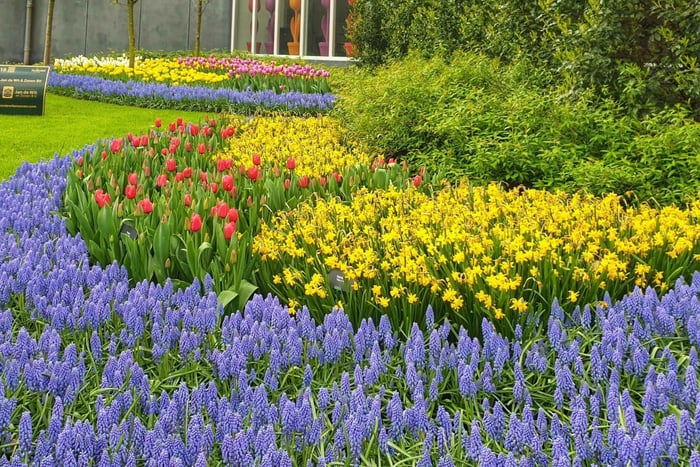Amsterdam til Keukenhof og Delft: Guidet tulipantur i lille gruppe