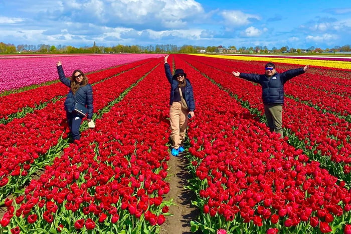 Amsterdam: Tulipanfelt dagstur med lunsj og vindmølle