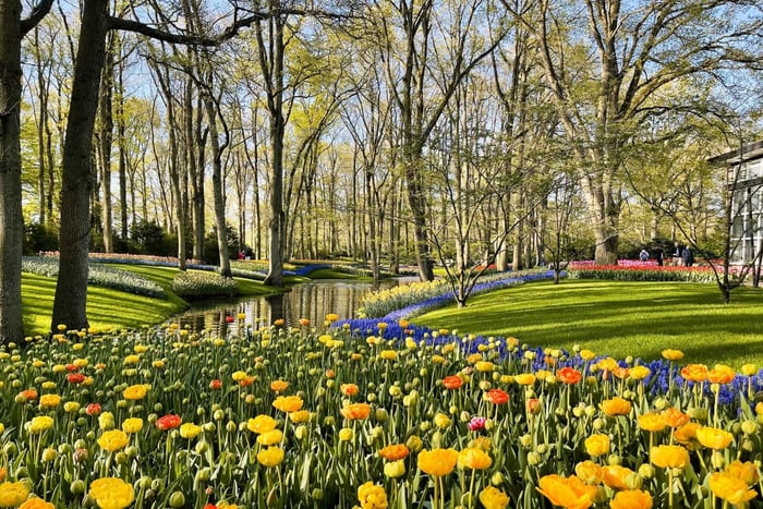 Amsterdam: Tulpen & Windmolen - Hele dag PRIVÉ tour met de auto